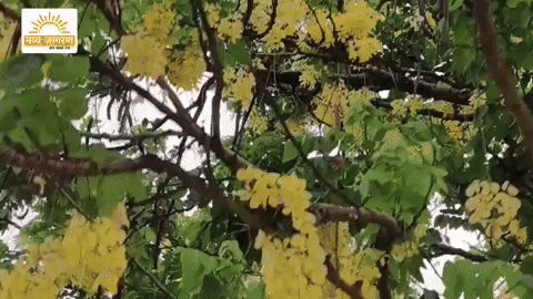 हरियाली से आएगी खुशहाली, प्राकृतिक आभूषण को सहेजना आज के समय की सबसे बड़ी मांग