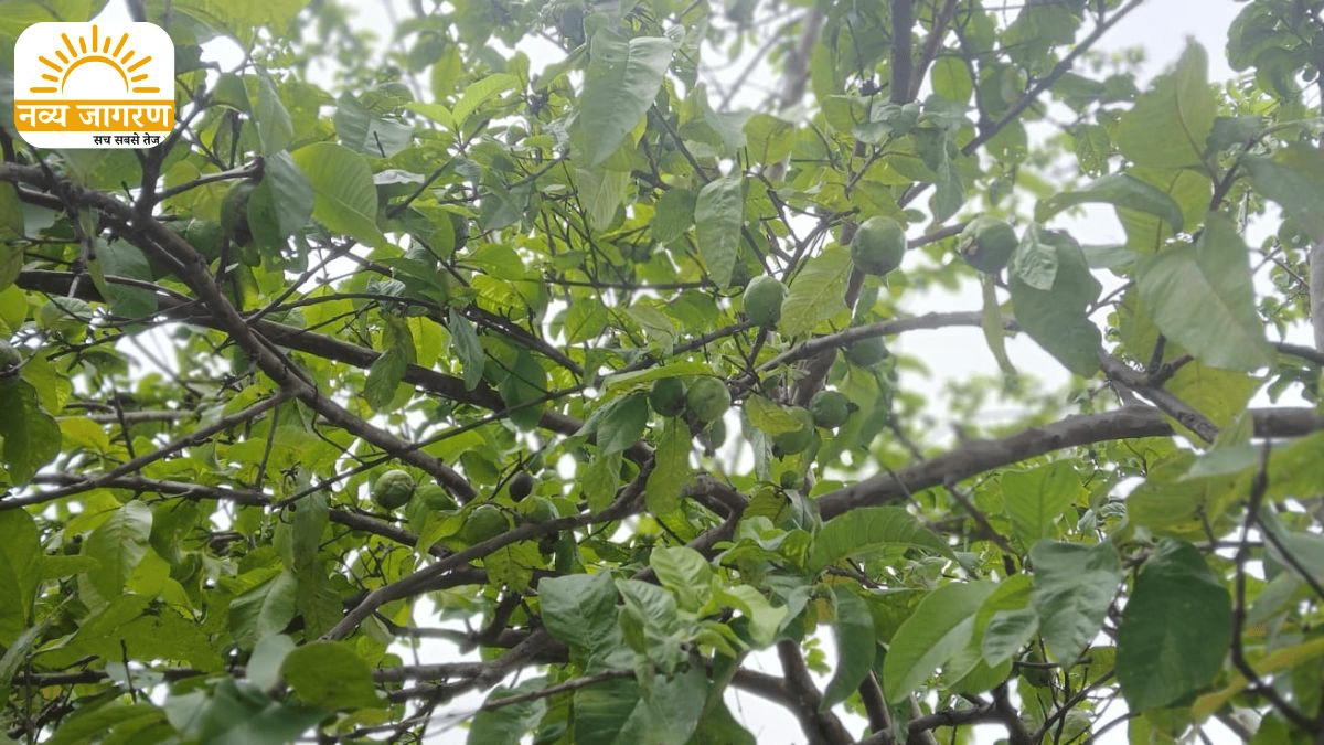 रोग प्रतिरोधक क्षमता को करता है मजबूत, शरीर को रखता है स्वस्थ