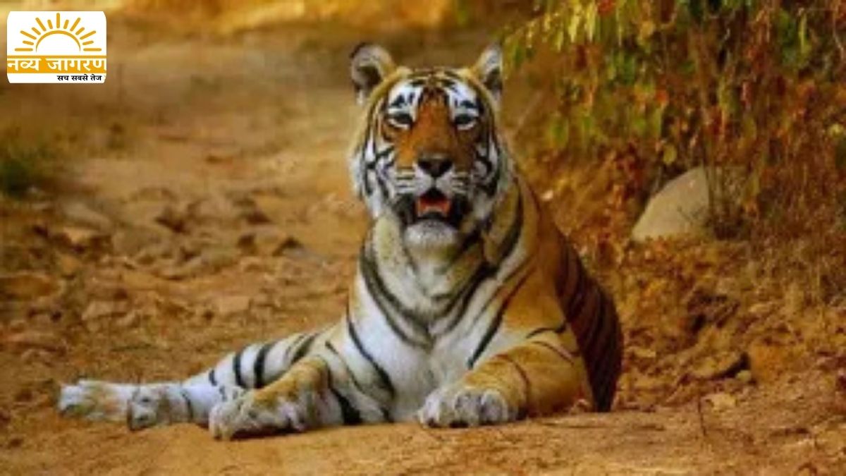 धान की निराई के दौरान किया हमला, गन्ने के खेत से निकलकर दबोचा